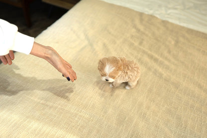 MALTIPOO_JENY