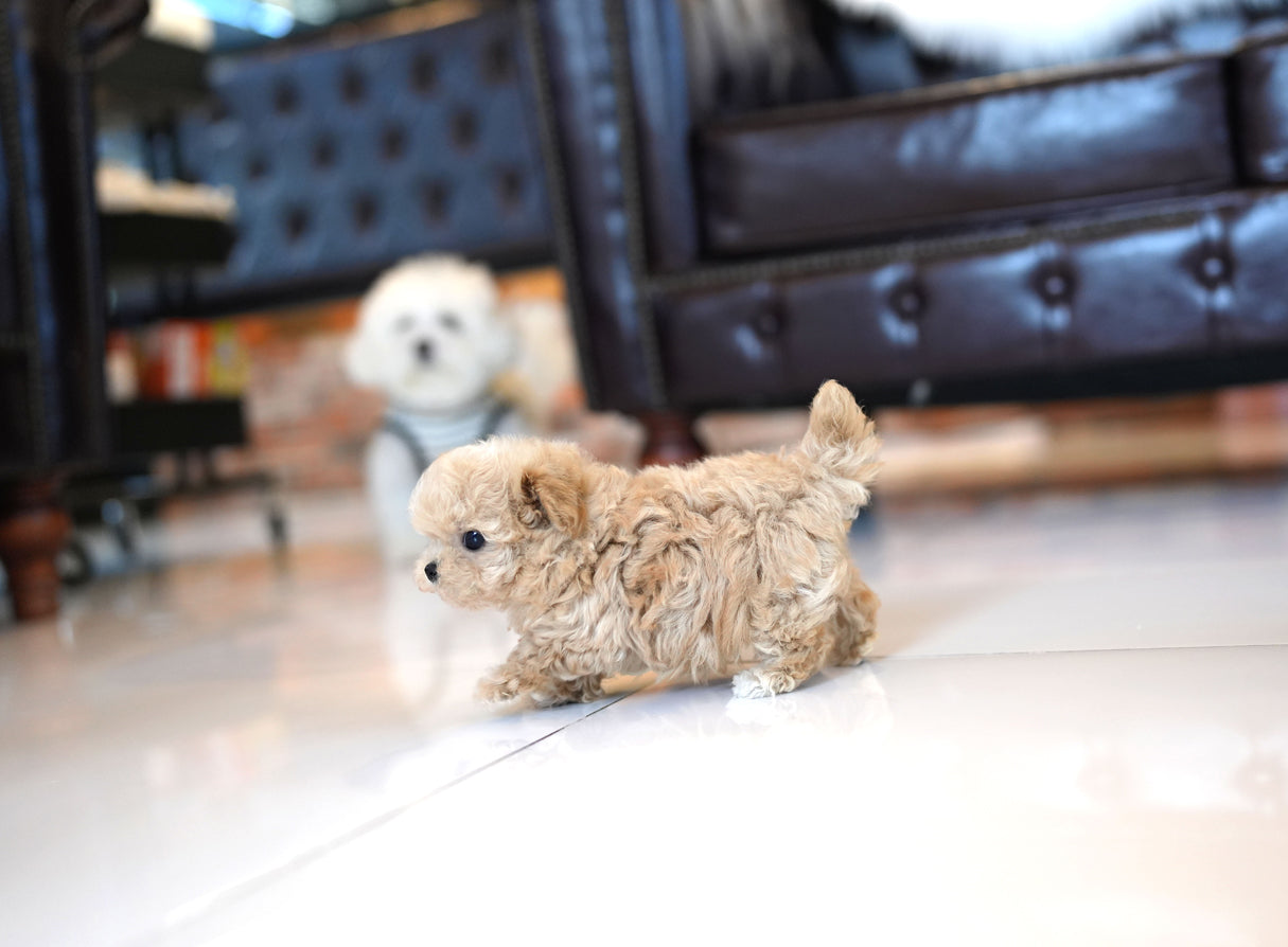 MALTIPOO_LATTE