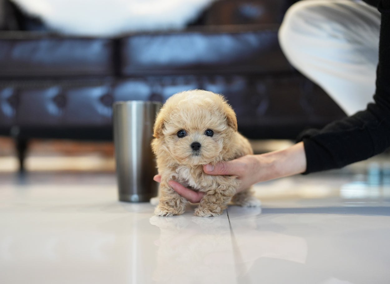 MALTIPOO_LATTE