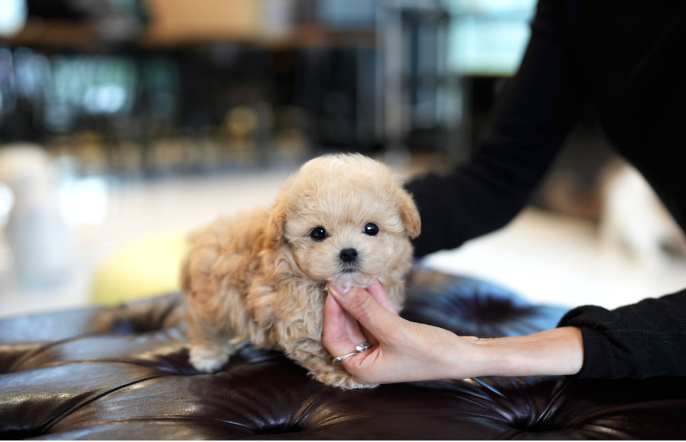 MALTIPOO_LATTE