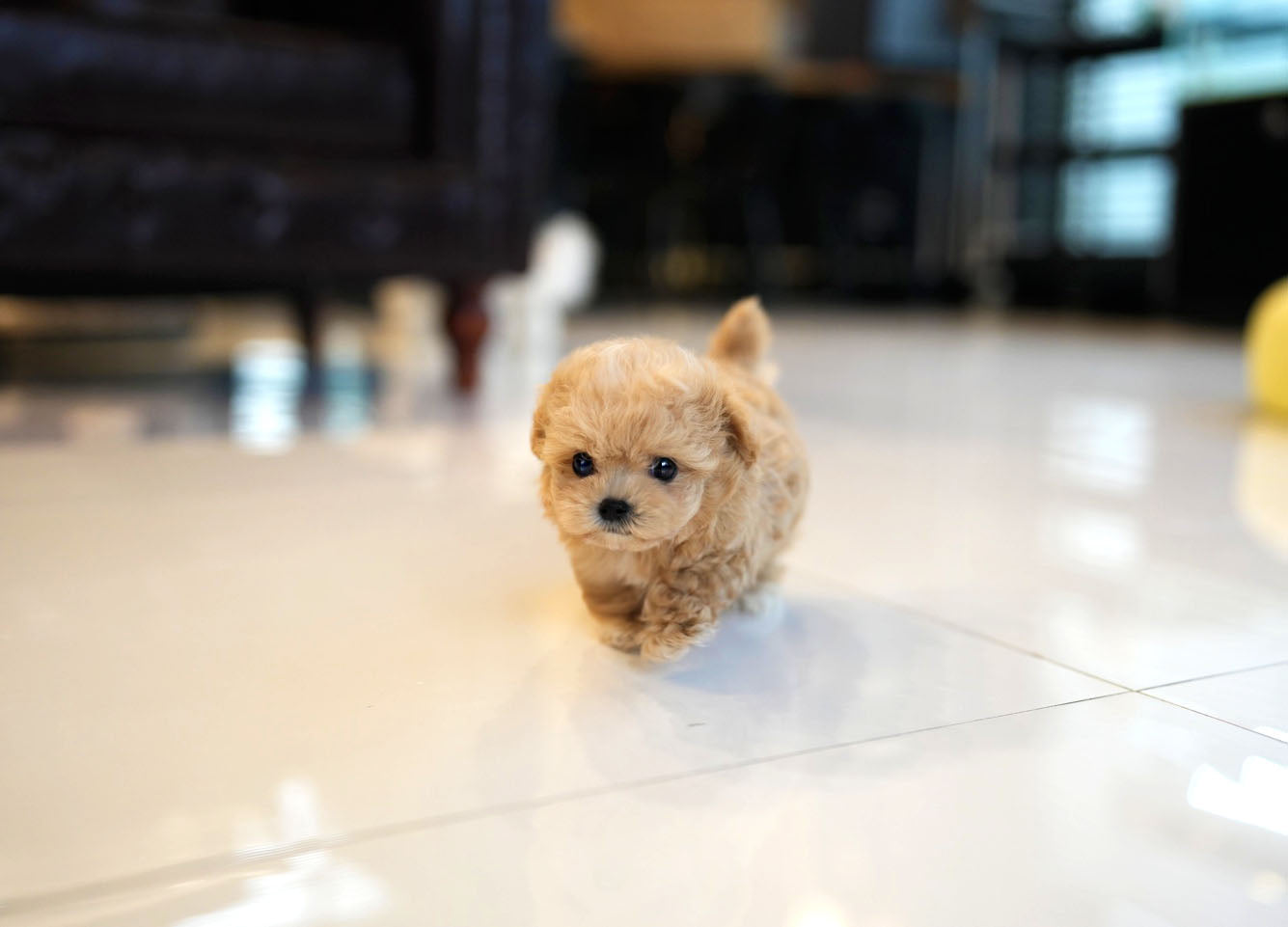 MALTIPOO_LATTE