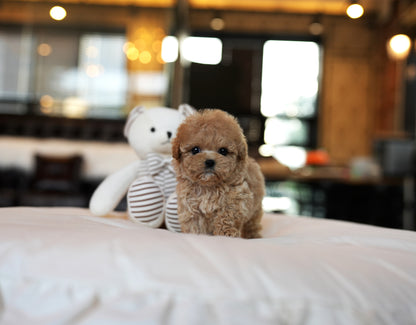 POODLE_HOYA