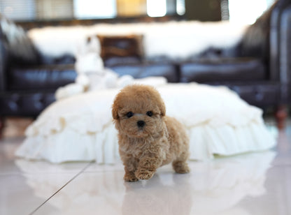 POODLE_HOYA