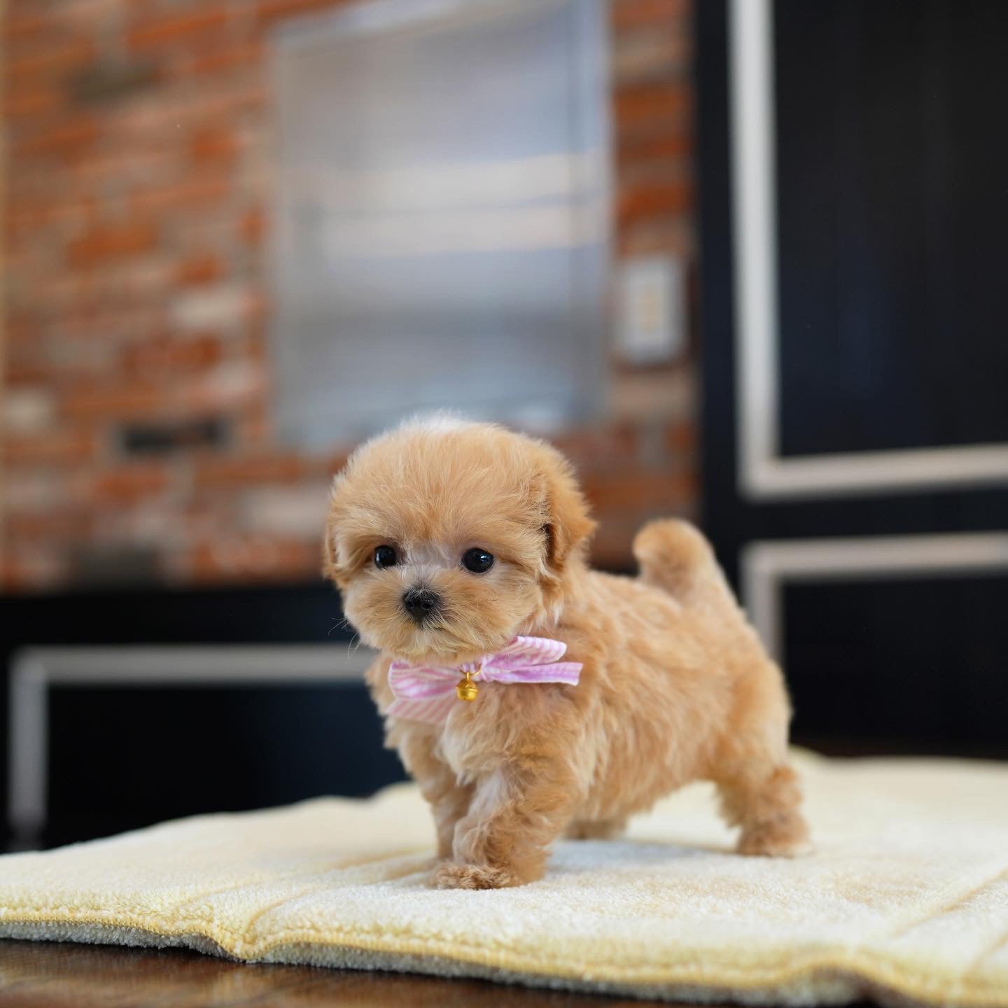 MALTIPOO_SOAP