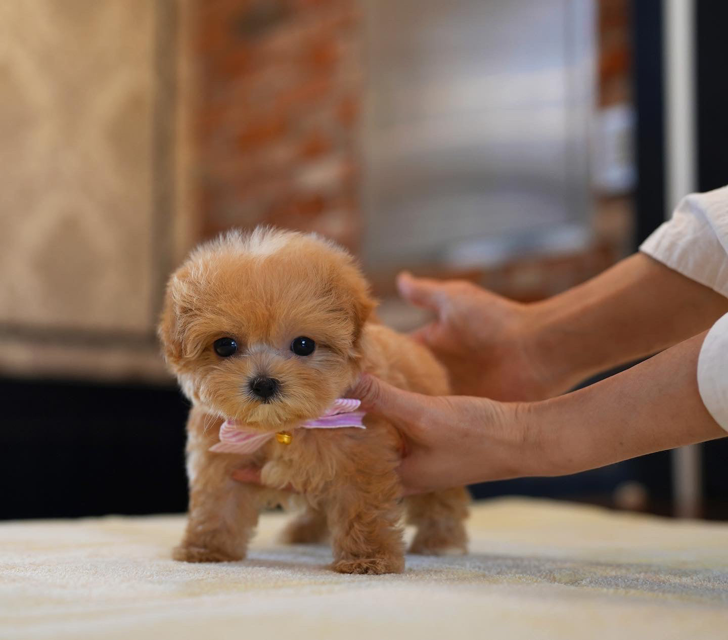 MALTIPOO_SOAP