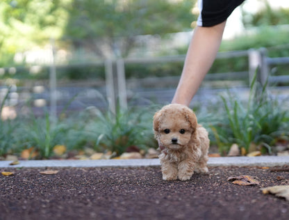 POODLE_DORU