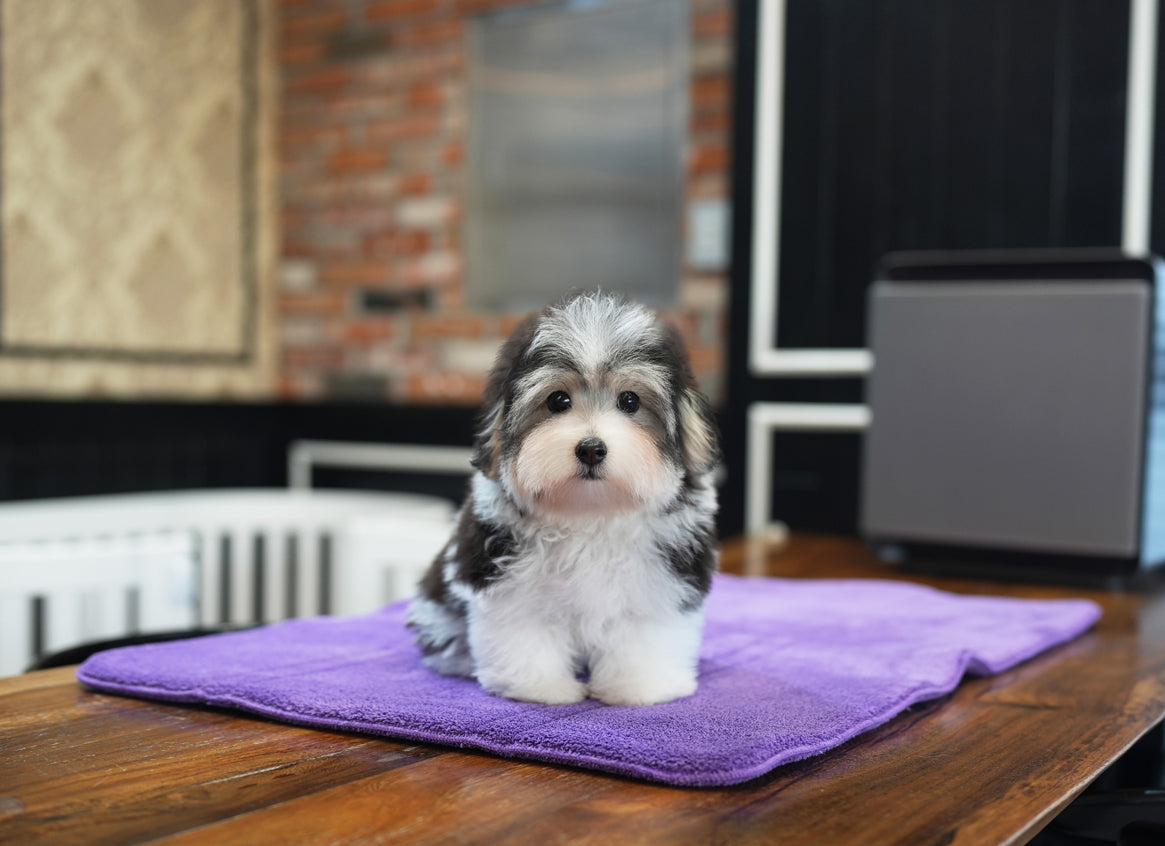 COTON DE TULEAR_WOORI