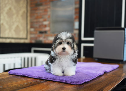 COTON DE TULEAR_WOORI