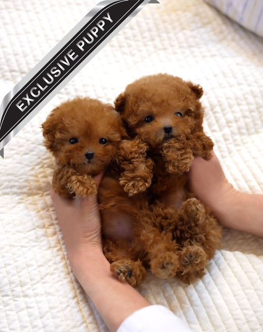 POODLE_LULU&LALA