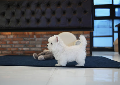 WEST HIGHLAND WHITE TERRIER_CESAR