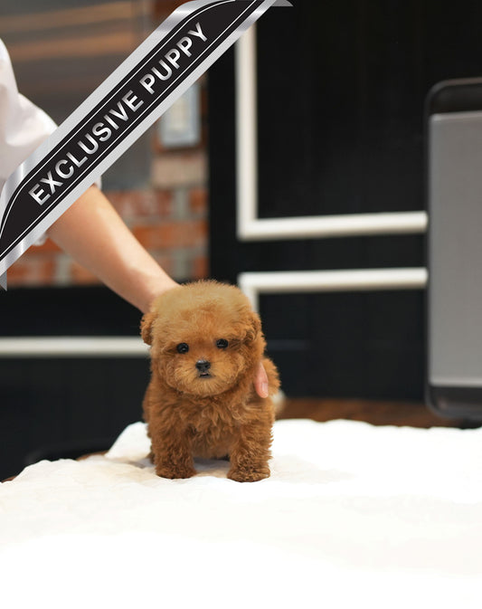 POODLE_MINI