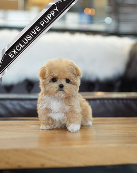 MALTIPOO_KOKO