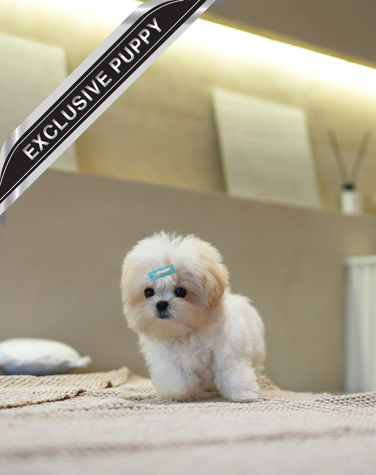 MALTIPOO_THEO