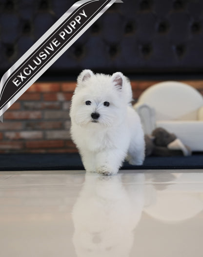 WEST HIGHLAND WHITE TERRIER_CESAR