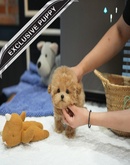 POODLE_NARU