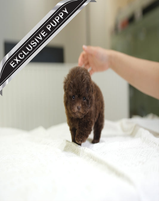 POODLE_HAZEL