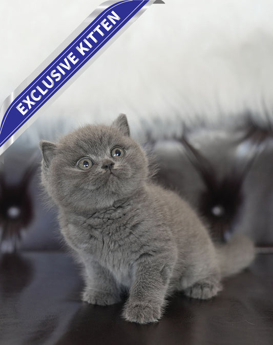 BRITISH SHORTHAIR