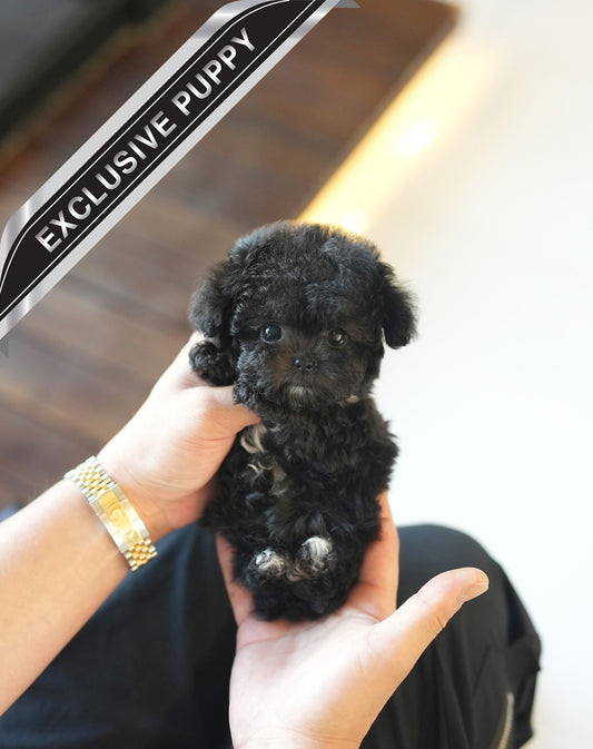 POODLE_CUCCI