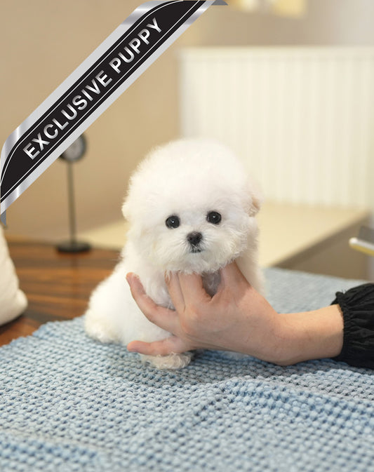BICHON_BUGATTI