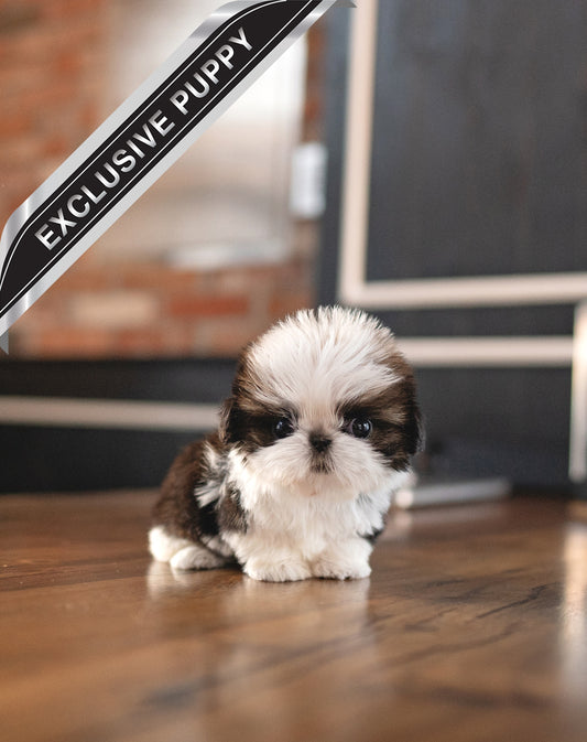 SHIH TZU_BELLA