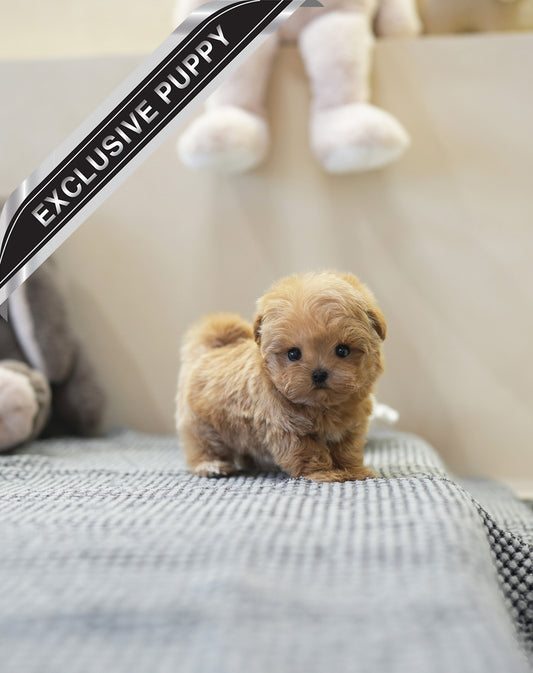 MALTIPOO_BO