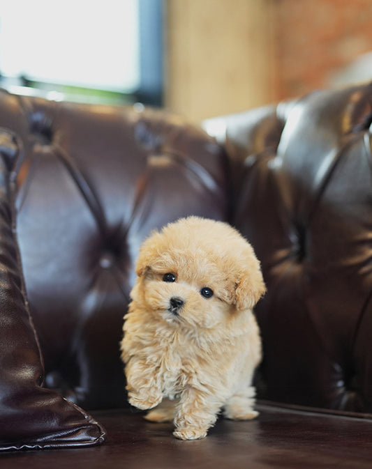 POODLE_CREAM