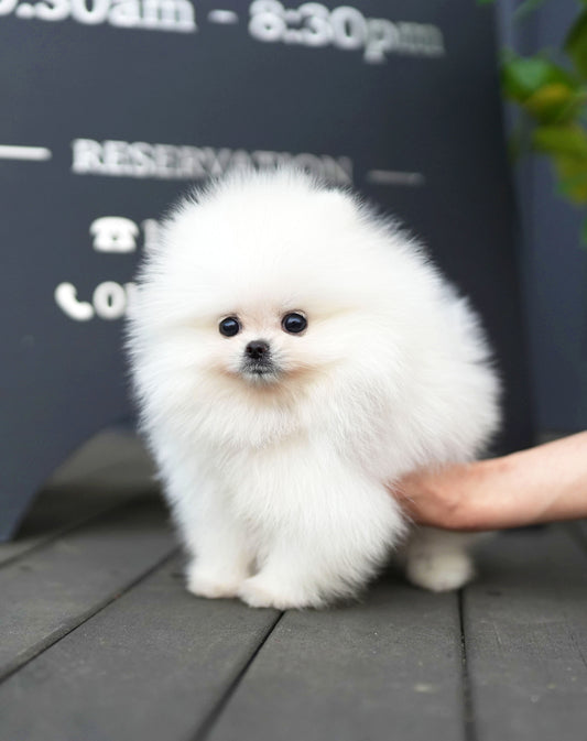 POMERANIAN_BABY