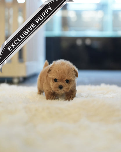 MALTIPOO_ARA