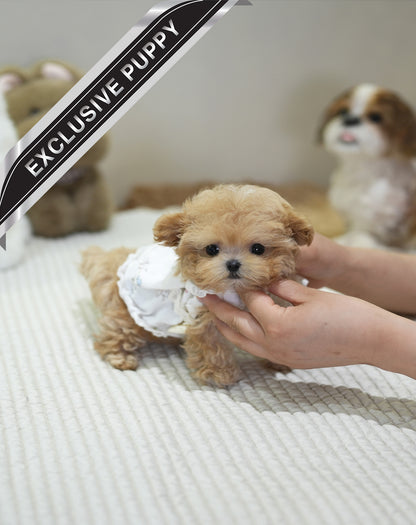 MALTIPOO_CHLOE