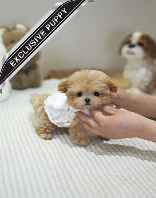 MALTIPOO_CHLOE