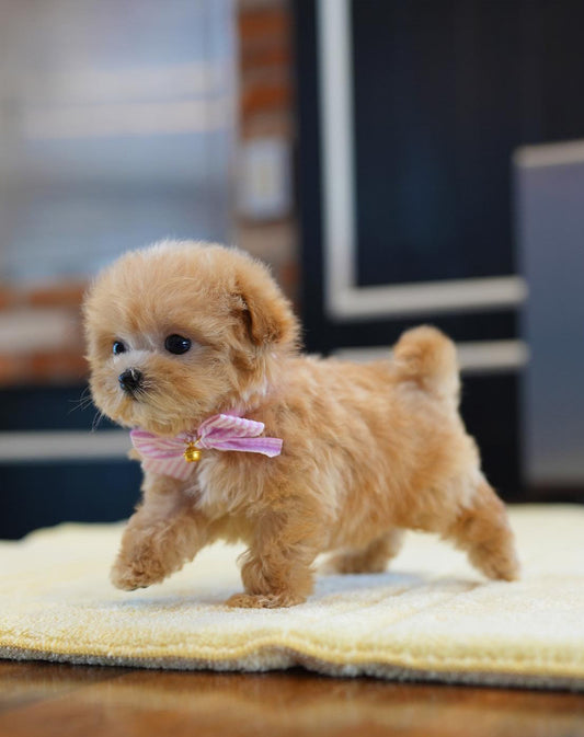 MALTIPOO_SOAP