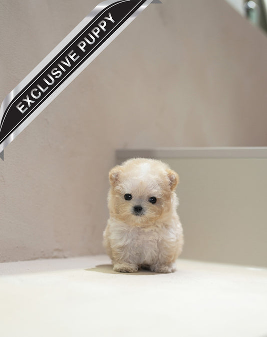 MALTIPOO_Runie