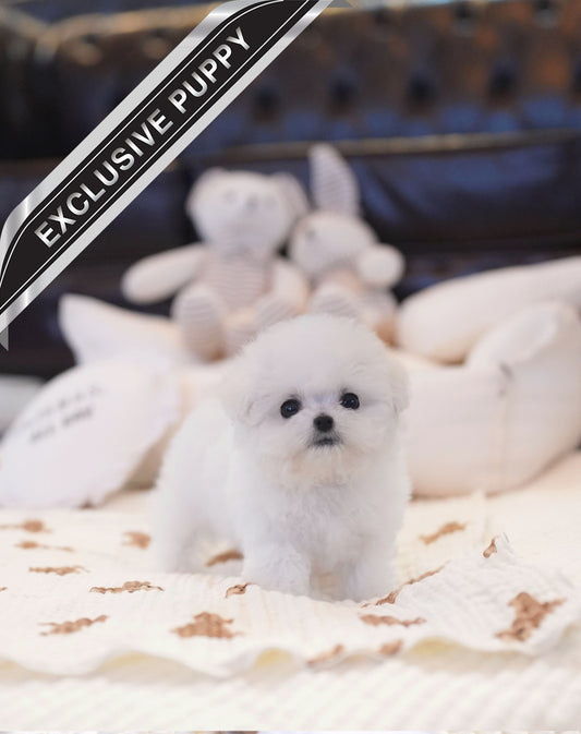 BICHON_BBANG