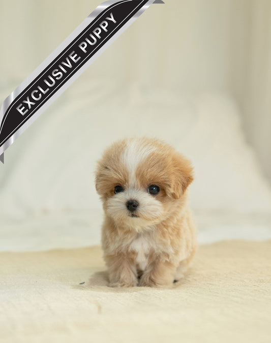 MALTIPOO_JENY