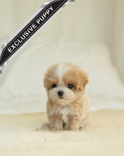 MALTIPOO_JENY