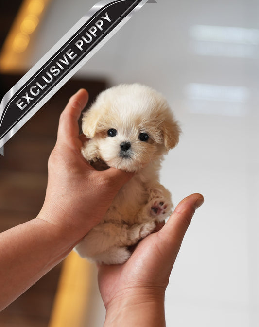 MALTIPOO_CREAM