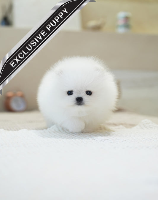 POMERANIAN_DIA