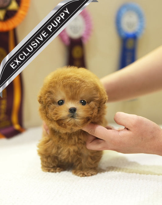 POODLE_COFFEE