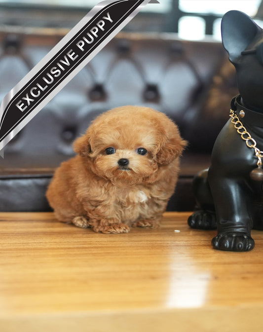 POODLE_TSUKI