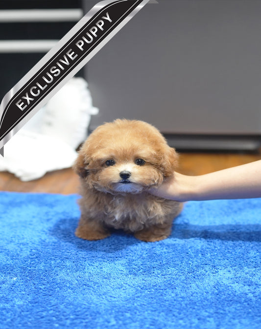 POODLE_CANDY