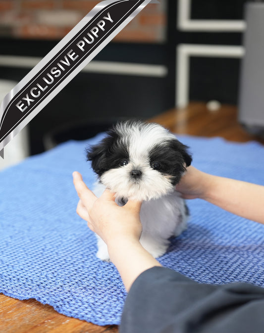 MALTIPOO_PANDA