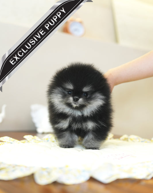 POMERANIAN_DIO