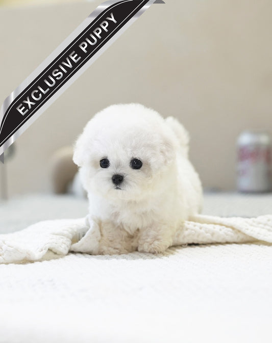 BICHON_LALA