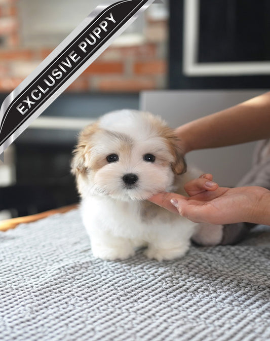 COTON DE TULEAR_MOKHWA