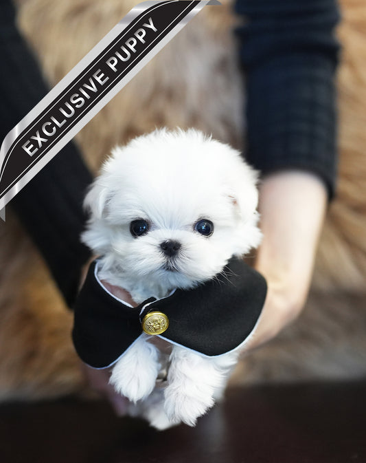 MALTESE_PONG - JIHOONS TEA CUP PUPPY