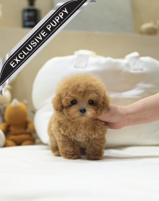 POODLE_IRAE