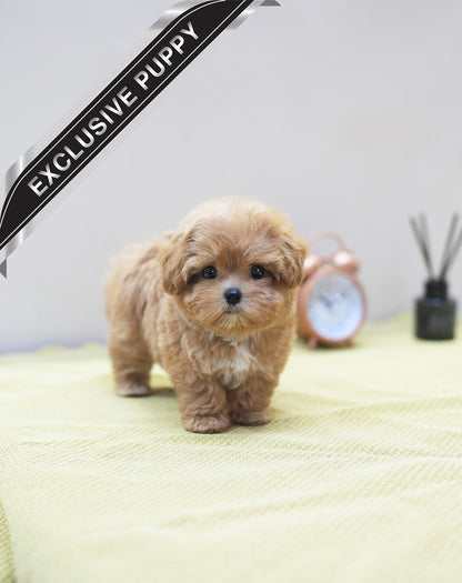 MALTIPOO_UYU