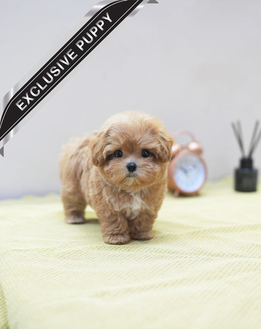MALTIPOO_UYU