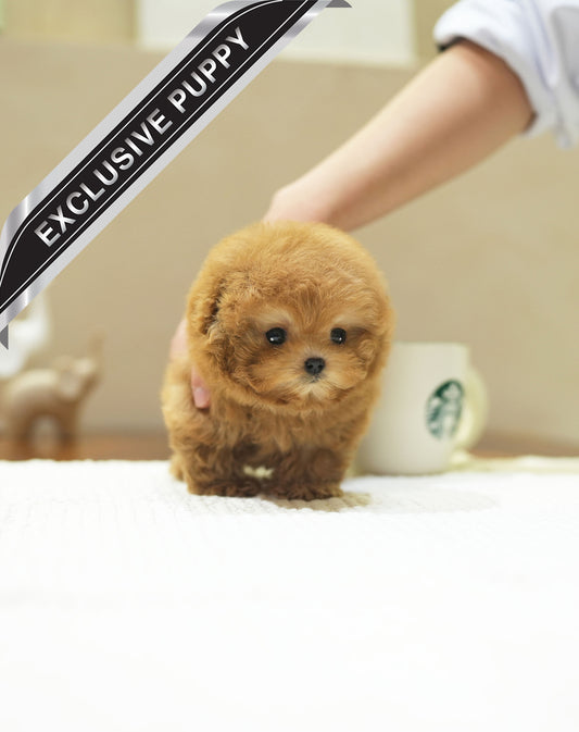 POODLE_MOKA