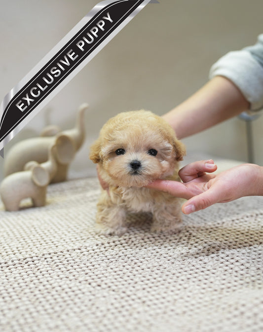 POODLE_ARI
